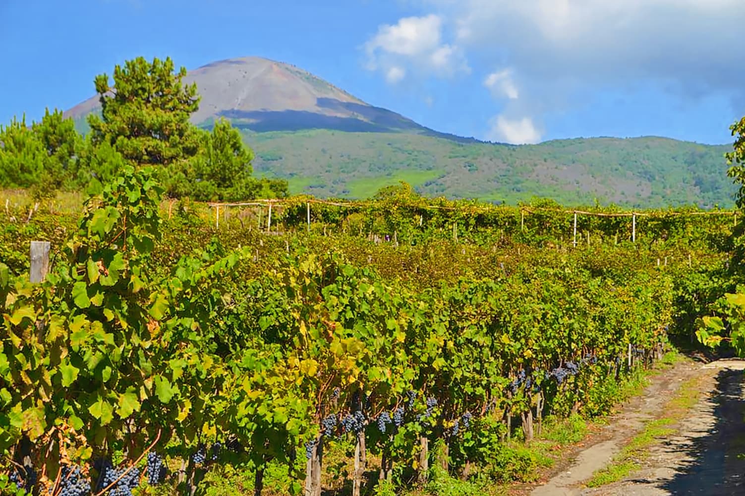 Vesuvio Inn Bed & Wine Experience