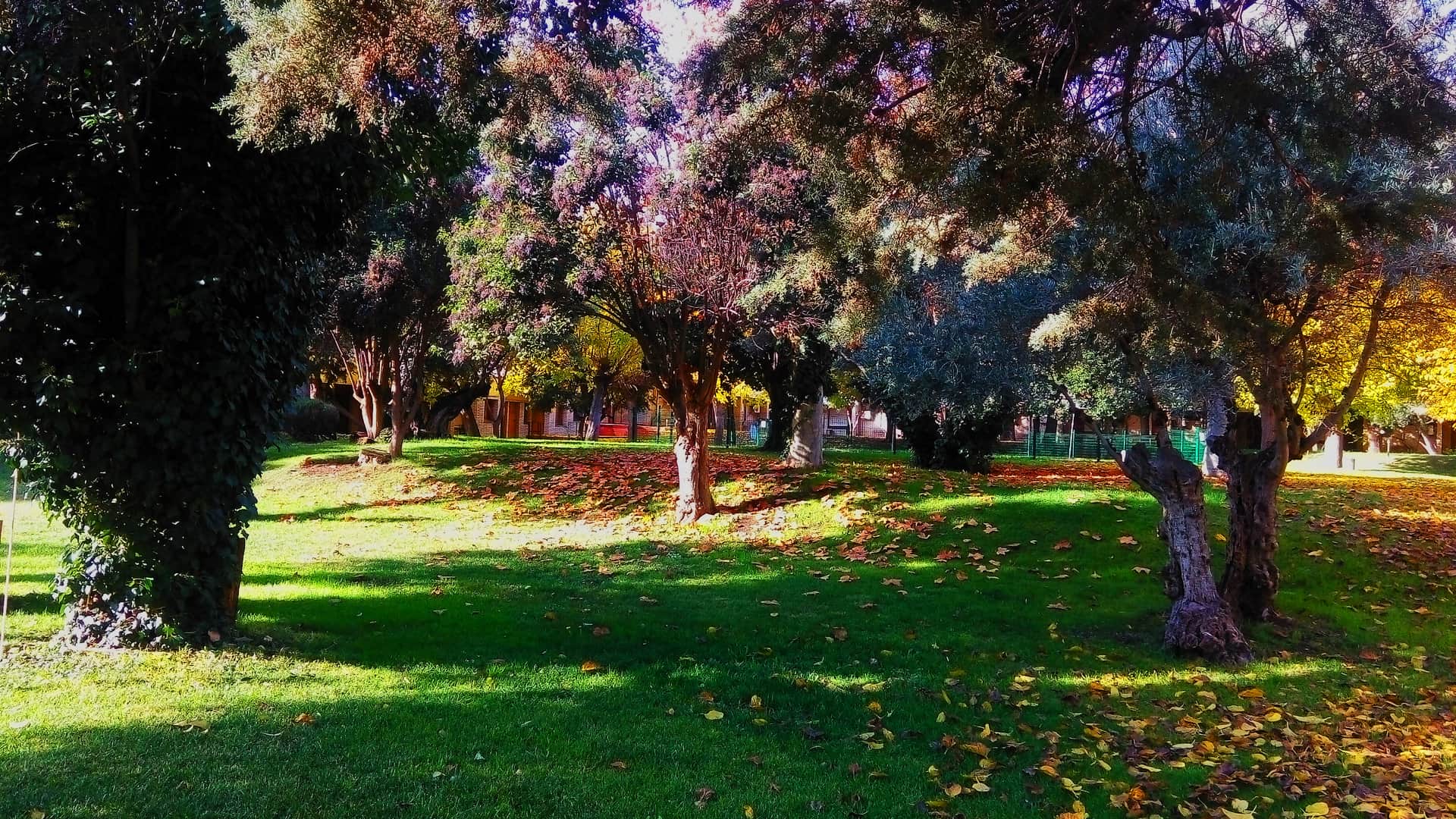Hotel Los Olivos